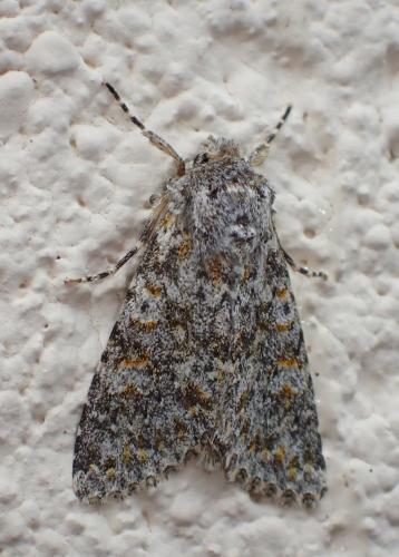 Réf. 269 957 : Polymixis flavicincta